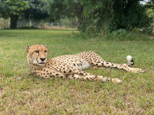 chee