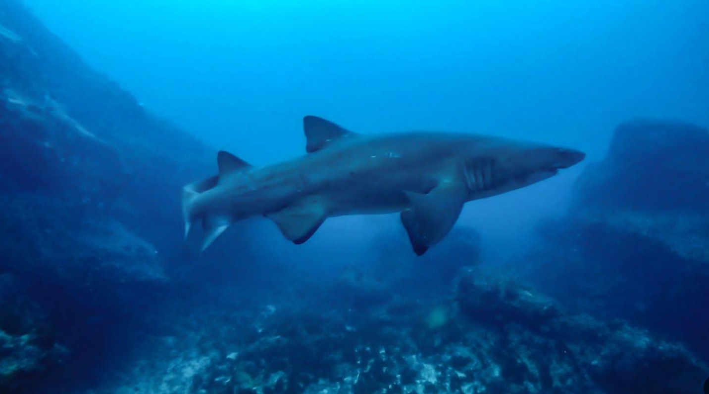 shark shark